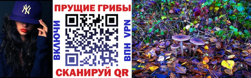 KRAKEN зеркало закладки Мончегорск Галлюциногенные грибы Psilocybe